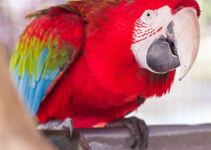 欧洲公园俱乐部 - 全包式度假酒店 度假村